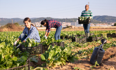 Hired female worker collects fresh green chard on farm field