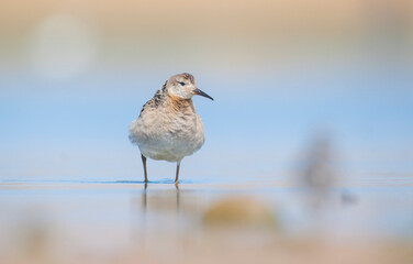 Ruff (Calidris pugnax) is a migratory species. It is a species that breeds in wetlands in the cold regions of Northern Eurasia, and winters in the tropics in the north, especially in Africa.