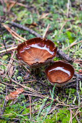 unusual mushroom bowl filled with rainwater