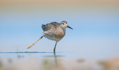 Obraz premium Ruff (Calidris pugnax) is a migratory species. It is a species that breeds in wetlands in the cold regions of Northern Eurasia, and winters in the tropics in the north, especially in Africa.