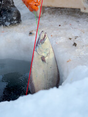 Fisherman on the sea ice of a fjord using a longline. Fishery during winter near Uummannaq in...