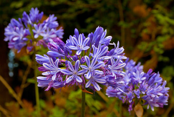 Close up flowers of Blue African Lily (Agapanthus Africanus)