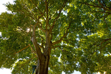 Green forest background in a sunny day