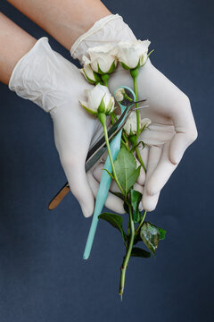 Roses, metal tweezers and a dental mirror in the hands of a doctor in white gloves