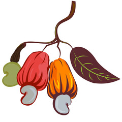 cashew nut fruit with leaves