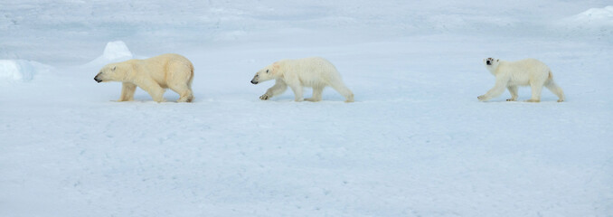 Russia, High Arctic, Franz Josef Land. Polar bear female with two cubs on sea ice.