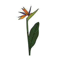 bird of paradise plant doodle icon, vector color line illustration