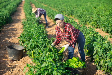 Female farmer picking ripe fresh green pepper on plantation.