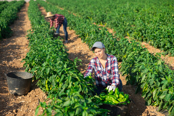 Cheerful female farmer picking ripe fresh green pepper on plantation.