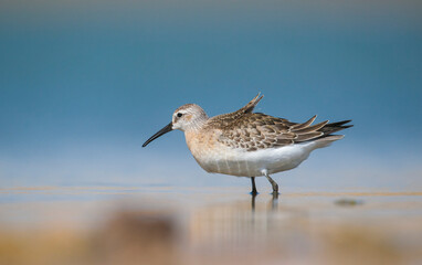 Curlew  Sandpiper (Calidris ferruginea) is It breeds in the plains of the Arctic sea at the north pole. It occurs in the northern parts of Asia, Europe and the Americas. 
