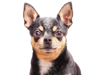 Adult dog isolate on white. Portrait of a tricolor chihuahua.