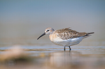 Curlew Sandpiper (Calidris ferruginea) is It breeds in the plains of the Arctic sea at the north pole. It occurs in the northern parts of Asia, Europe and the Americas.