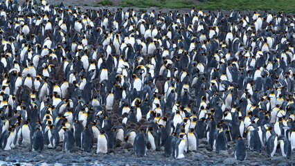 King penguin (Aptenodytes patagonicus) colony at Fortuna Bay, South Georgia Island