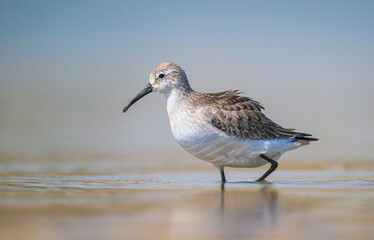 Obraz premium Curlew Sandpiper (Calidris ferruginea) is It breeds in the plains of the Arctic sea at the north pole. It occurs in the northern parts of Asia, Europe and the Americas. 