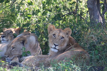 African encounters on a safari 