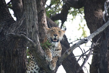 African encounters on a safari 