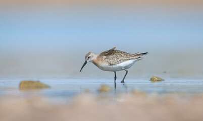 Curlew  Sandpiper (Calidris ferruginea) is It breeds in the plains of the Arctic sea at the north pole. It occurs in the northern parts of Asia, Europe and the Americas. 
