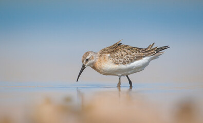Curlew  Sandpiper (Calidris ferruginea) is It breeds in the plains of the Arctic sea at the north pole. It occurs in the northern parts of Asia, Europe and the Americas. 
