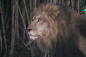 Naklejka na ściany i meble Close up of a male lion