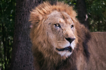 Close up of a male lion