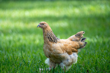 Beige Chicken