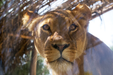 A lioness looks attentively at the camera through the glass