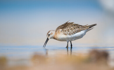 Curlew  Sandpiper (Calidris ferruginea) is It breeds in the plains of the Arctic sea at the north pole. It occurs in the northern parts of Asia, Europe and the Americas. 
