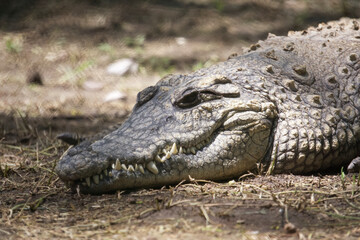 A Nile crocodile rests on the ground