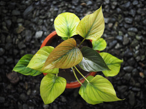 homalomena plants green black and silver leafe specailist plants good smell 
