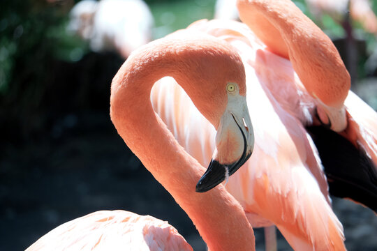 A flamingo of characteristic pink and white colors