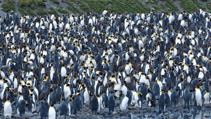 Obraz premium King penguin (Aptenodytes patagonicus) colony at Fortuna Bay, South Georgia Island