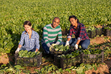Naklejka na ściany i meble Friendly multinational team of seasonal farm workers posing on field near box with harvested swiss chard
