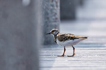 sandpiper 