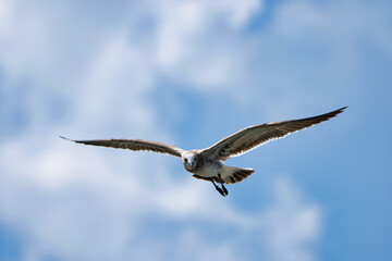 seagull in flight