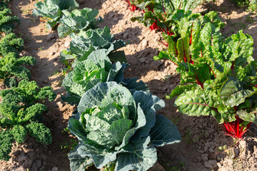 Rows of eco-friendly cabbage and beetroot plantations growing in the field