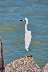 great blue heron