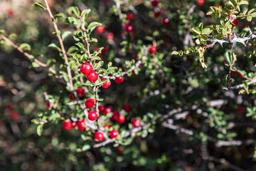 Sarytag, Sughd Province, Tajikistan. Wild red berries on bushes.