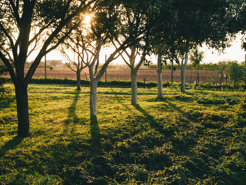 Sunset Behind Fruit Trees On Organic Farm