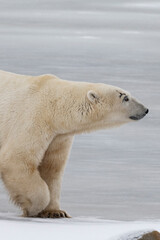 Naklejka na ściany i meble Canada, Manitoba, Churchill. Mature male polar bear with scar over his eye.