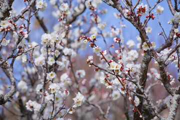 吉野公園の白梅の花
