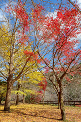 Fototapeta na wymiar 岩屋公園の秋の風景 