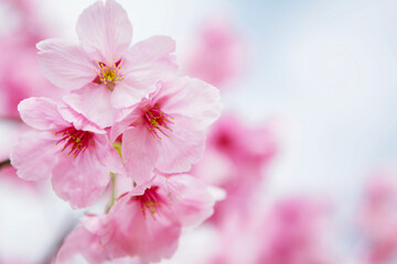 早咲き種の陽光桜をクローズアップ	