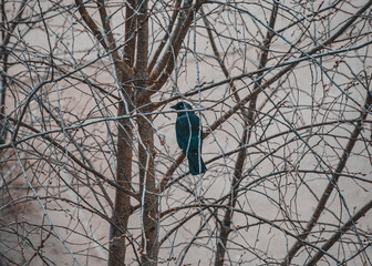 an elegant raven watching from a tree branch