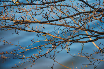 A bird sitting on a tree branch