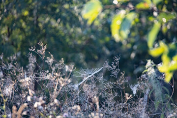 spider thread covering part of the ears in the early sunny morning in nature