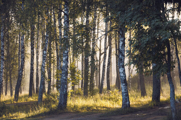 Morning birch forest, covered with rays of light and thick fog