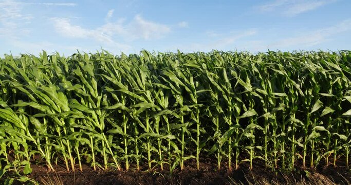 The soil from which the stalk of corn grows