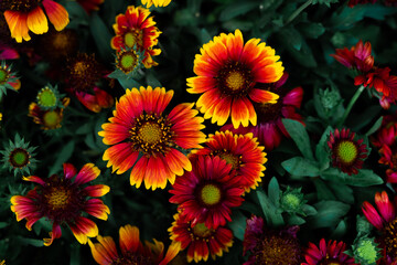 Natural Red Flowers With Yellow