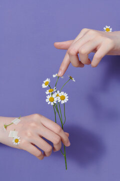 Female hand holds white flower