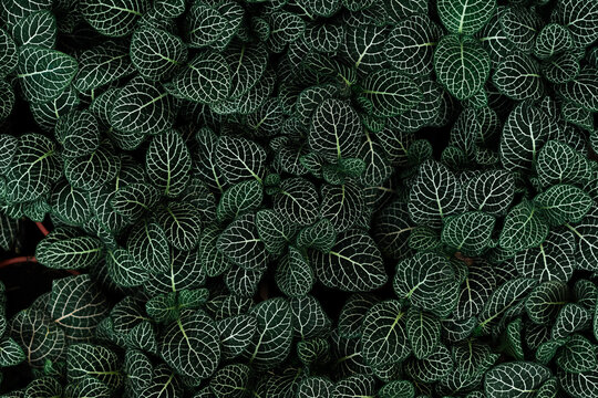 Leaves Of A Green Fittonia Plant